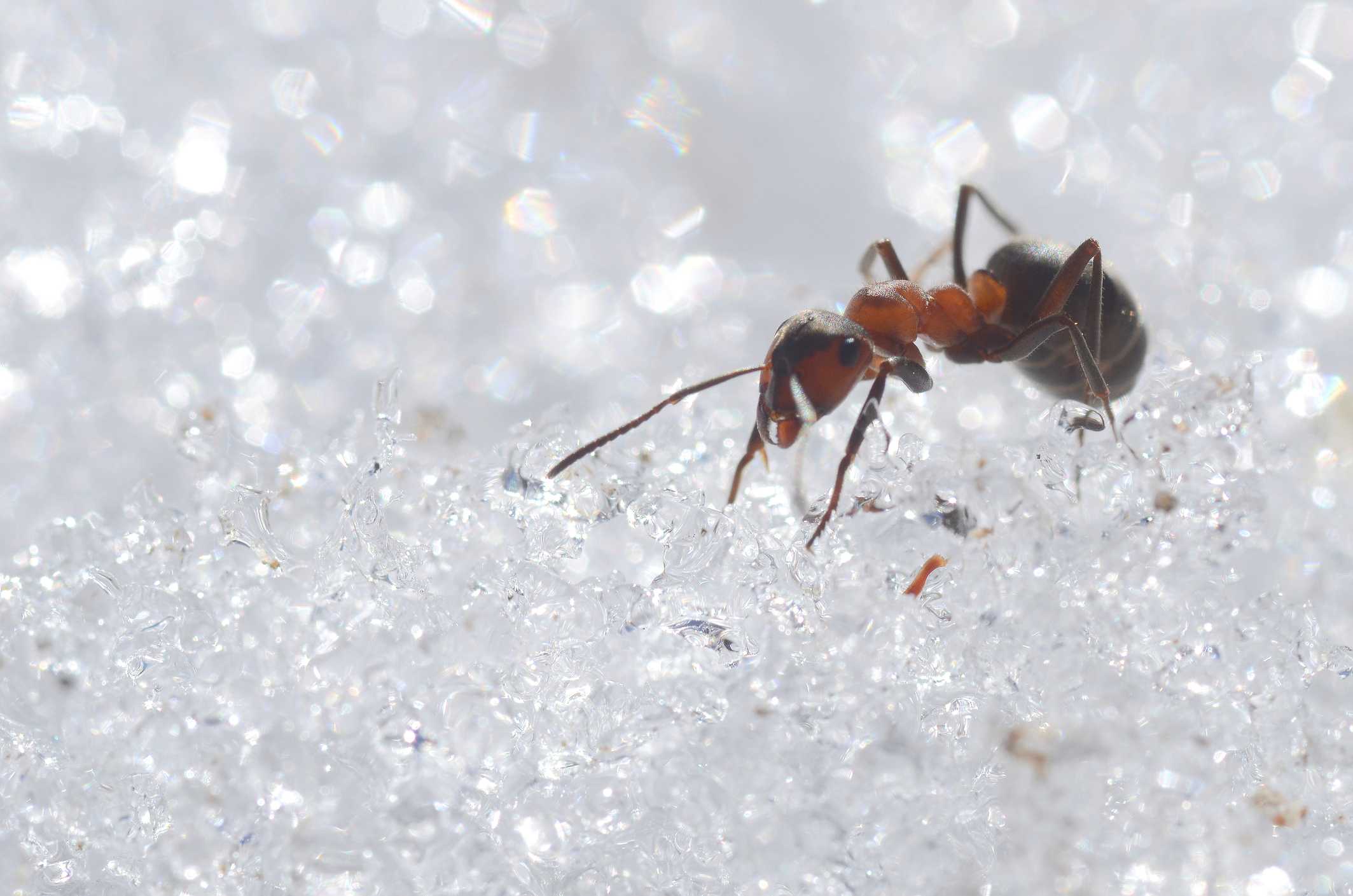 A solitary red ant walks across crystals of white snow.