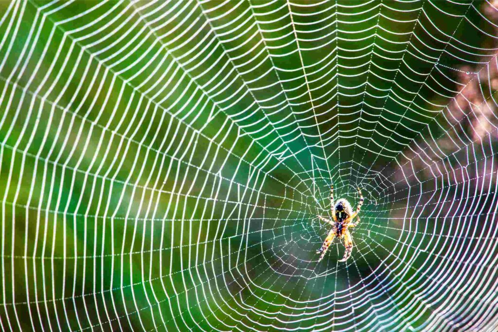 A tiny spider spinning a large web in the wilderness.