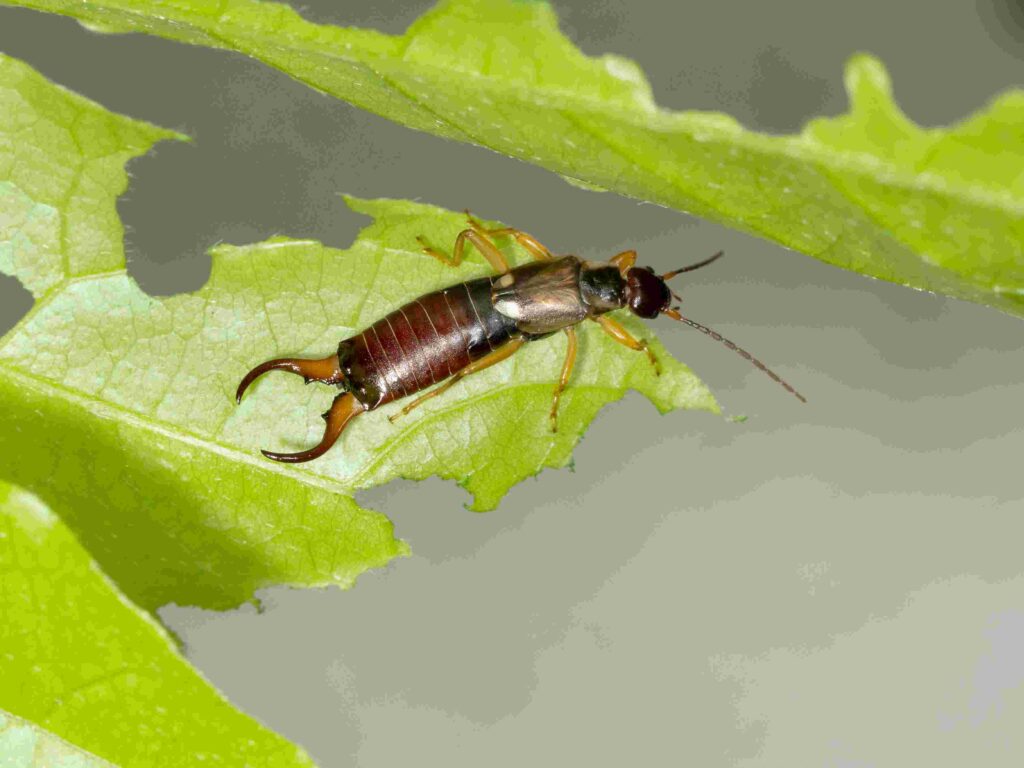 An earwig sitting on a leaf.