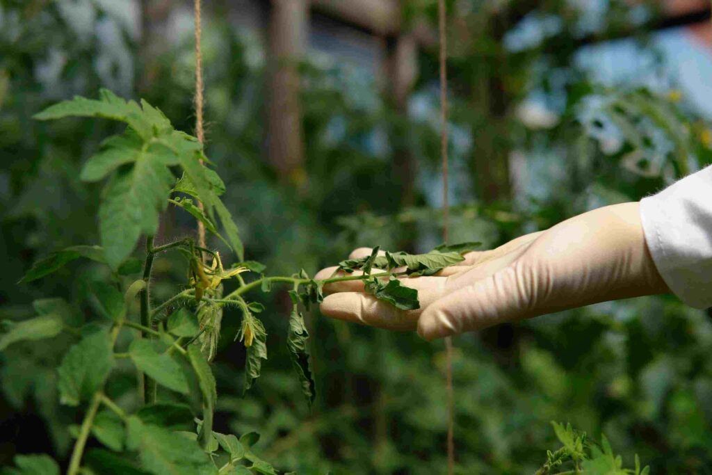 A pest control specialist in gloves holding onto a fading tomato leaf from a pest infestation.