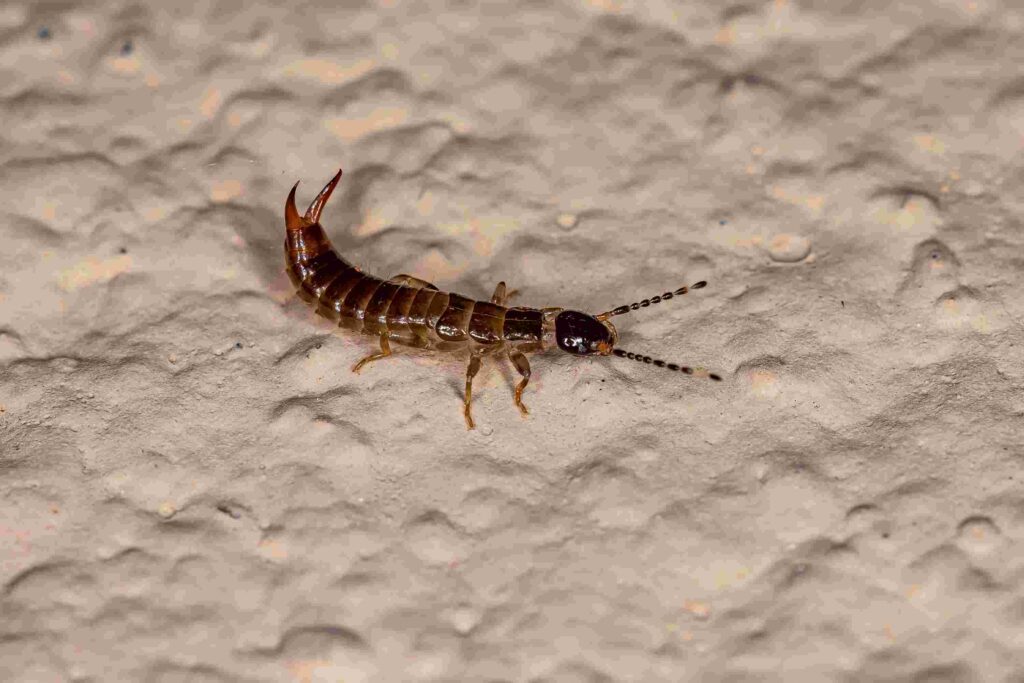 An adult earwig crawling on a bumpy surface.