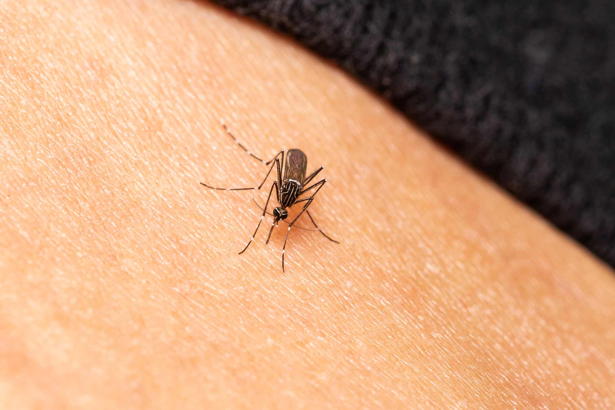 A mosquito sits on human skin as it bites for blood.