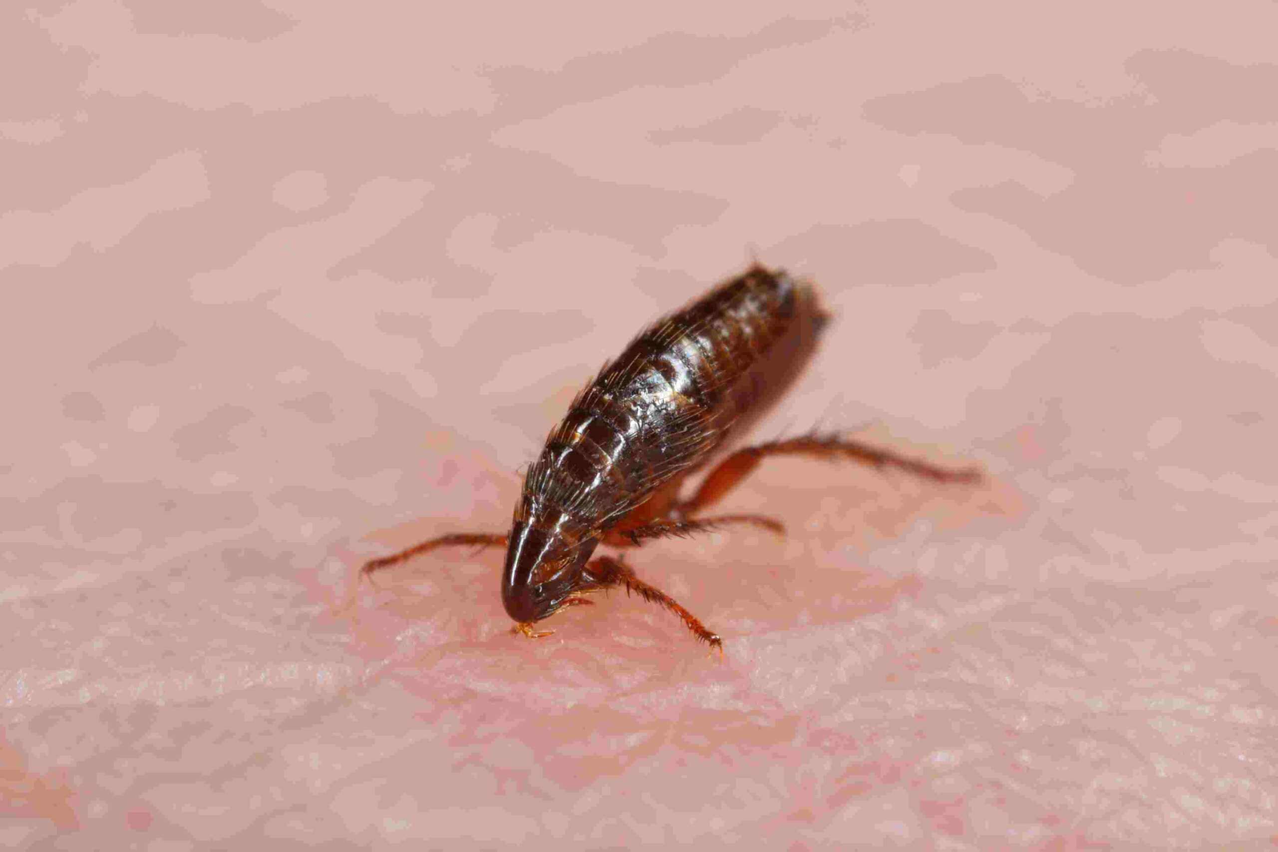 A flea biting on the skin of a human hand drinking blood.