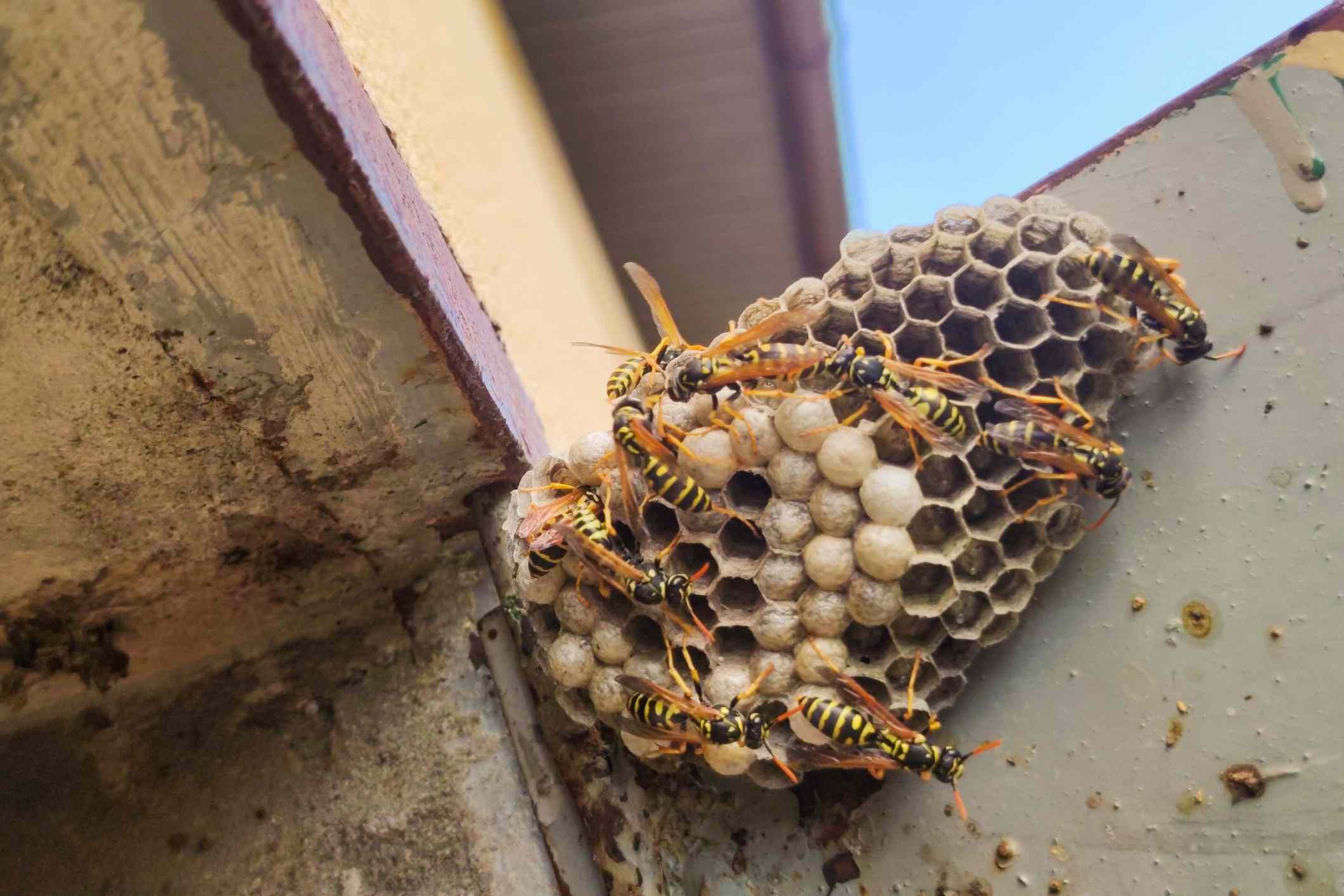 A group of paper wasps building a nest under a metal surface near a building.