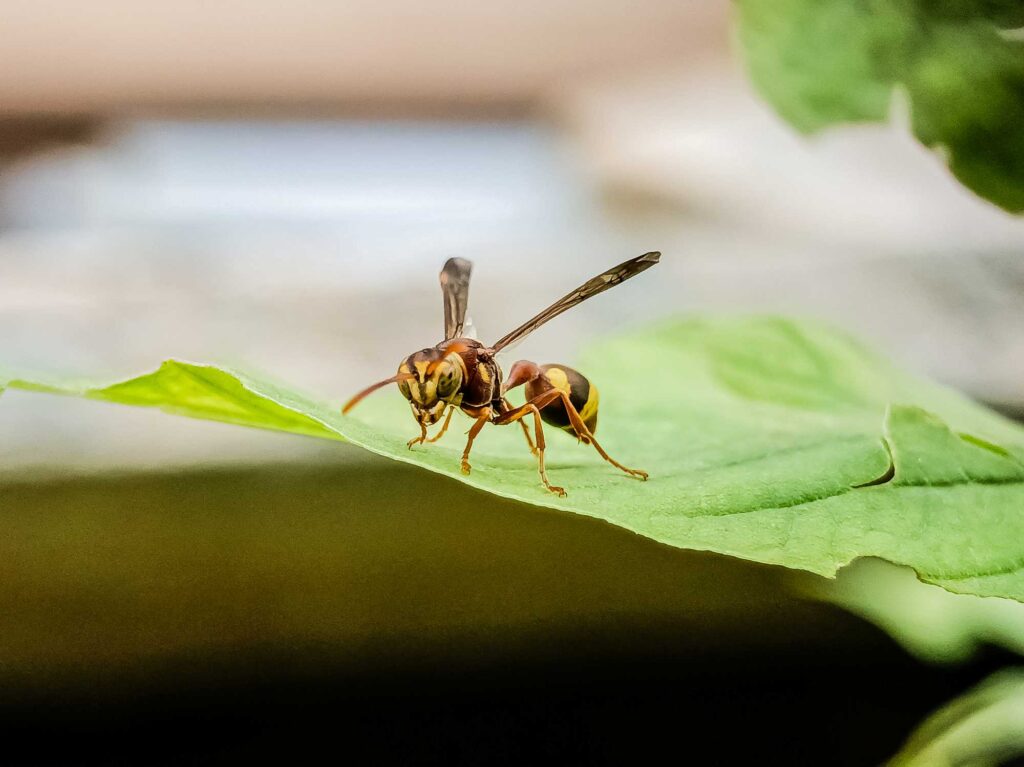 An isolated wasp sits on a green leaf.