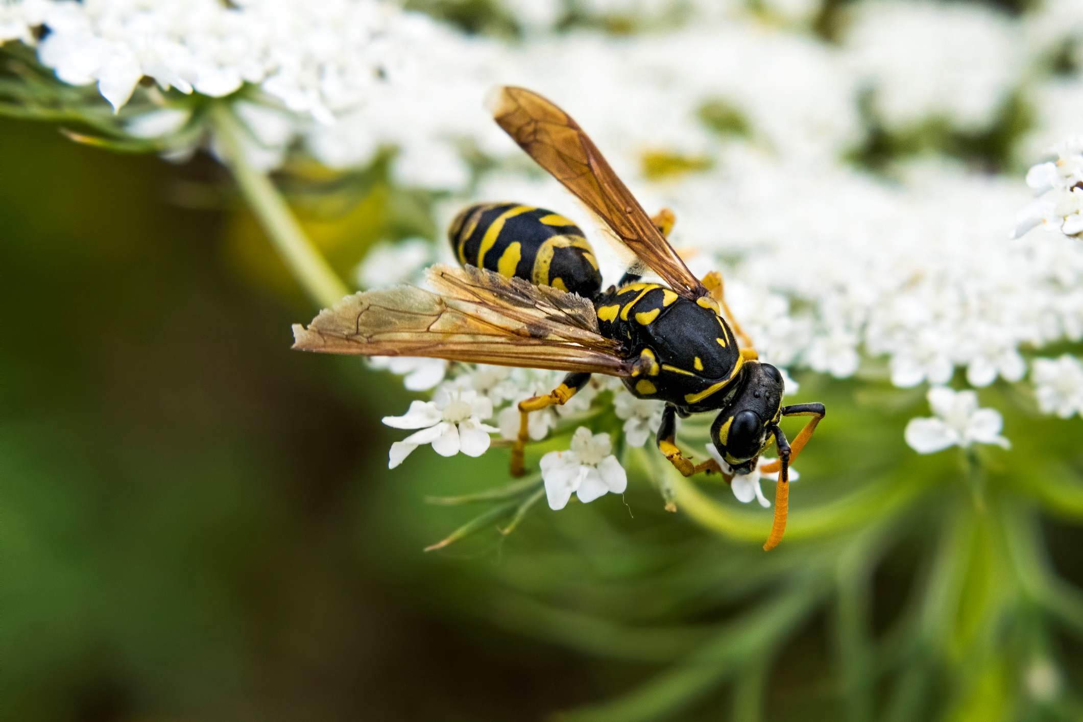 A wasp gathers nectar from delicate white flowers.