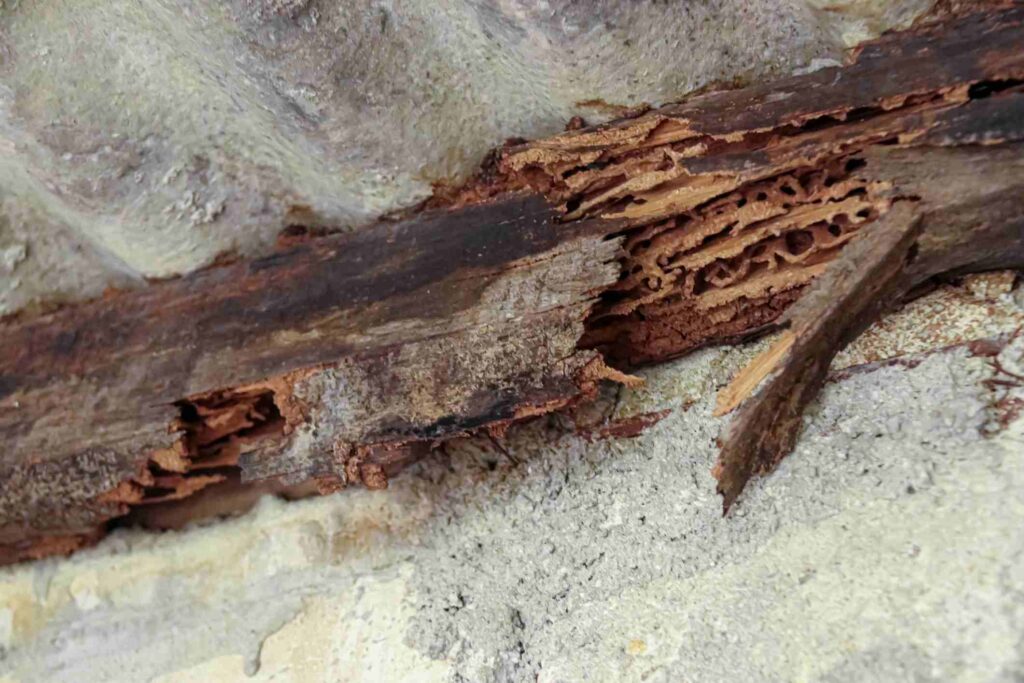 A strip of wood damaged from a termite infestation.