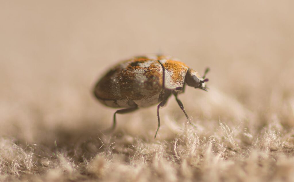 A carpet beetle walks across a wool surface.