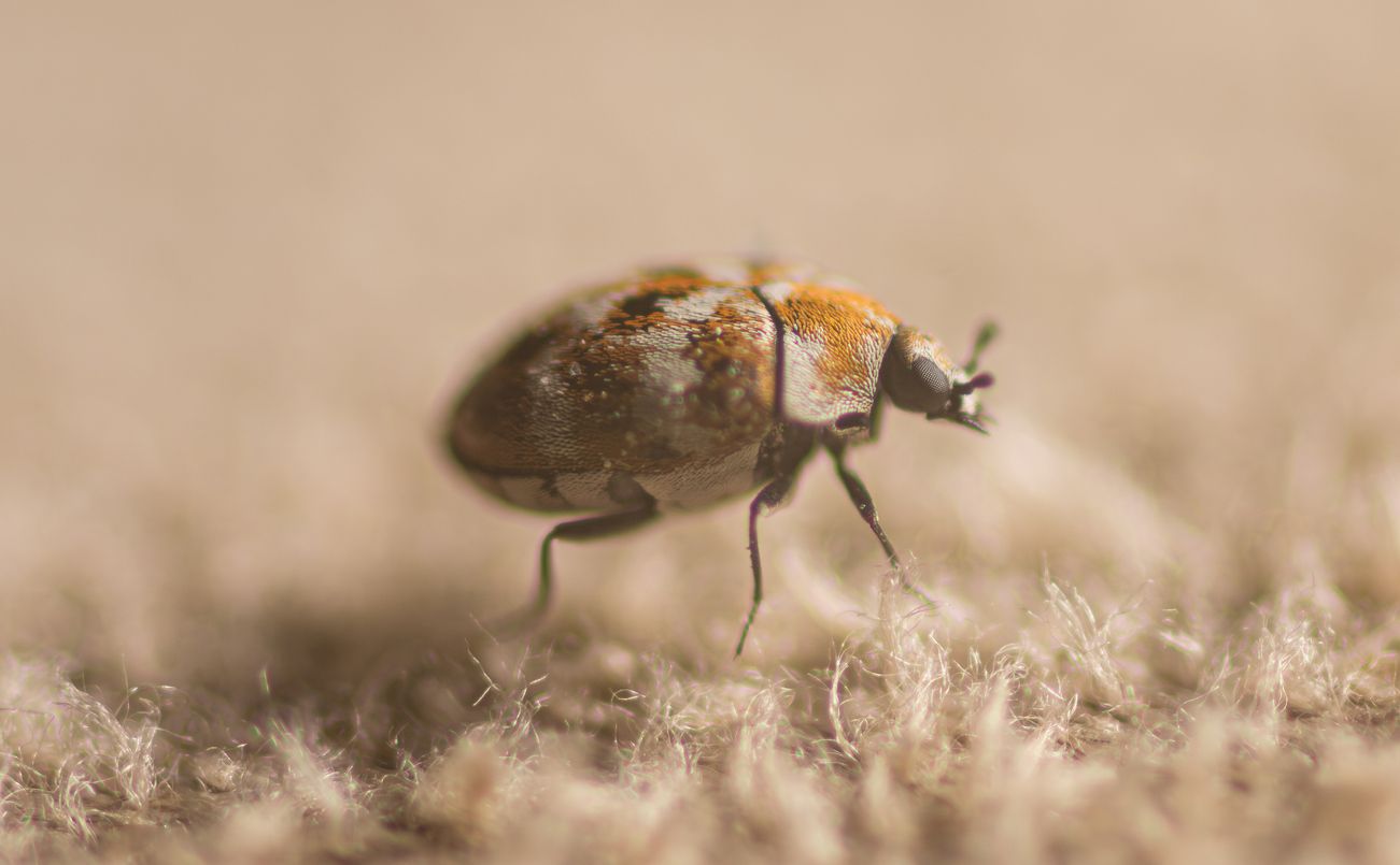 A carpet beetle walks across a wool surface.