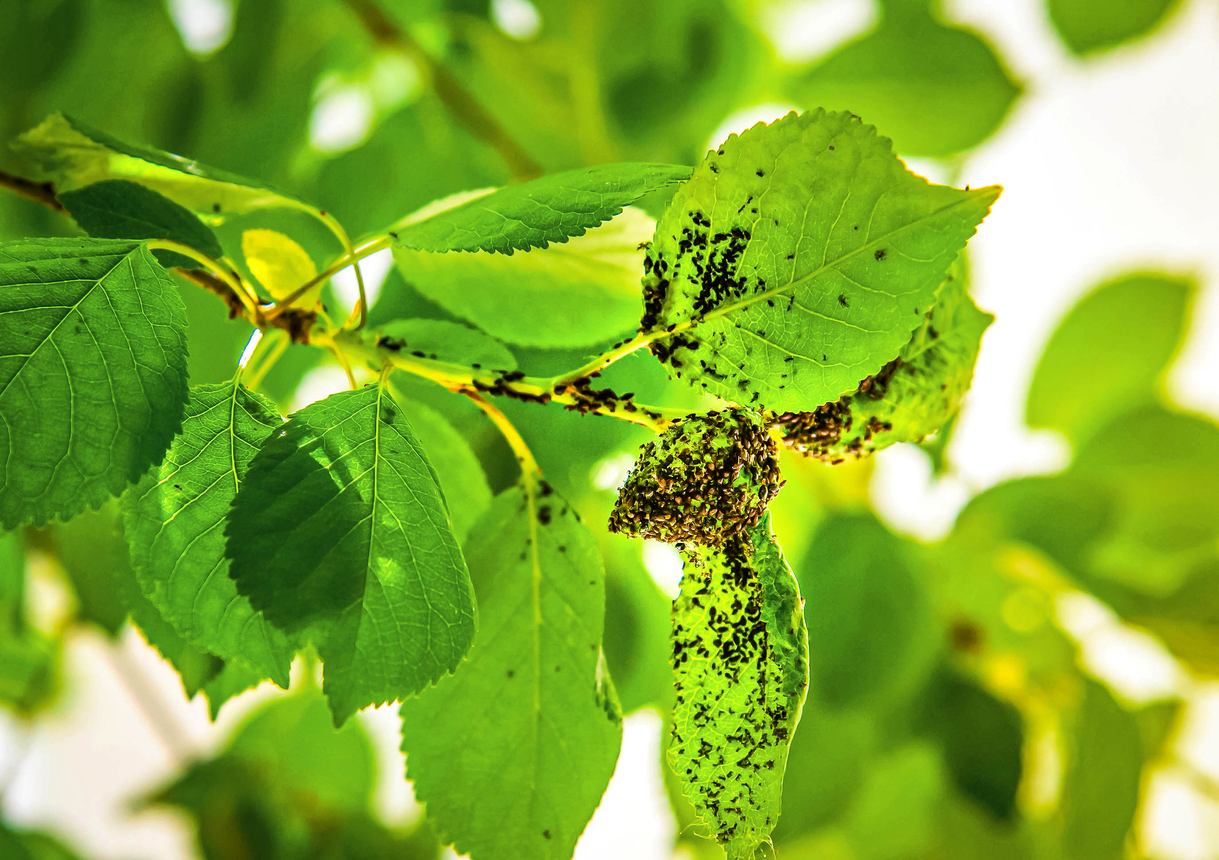 Many aphids are feasting on the leaves of a cherry tree.