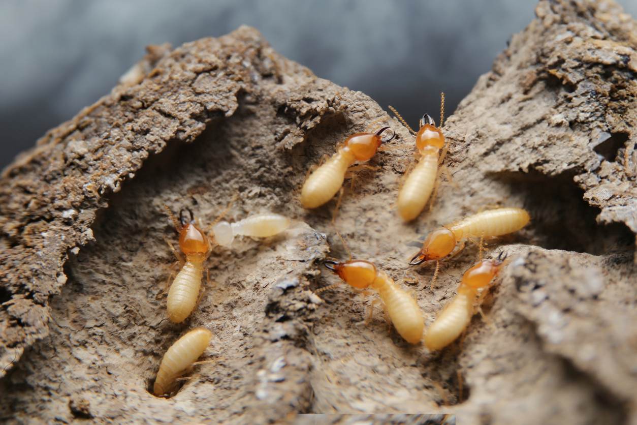 Pest repellents are being sprayed onto garden plants