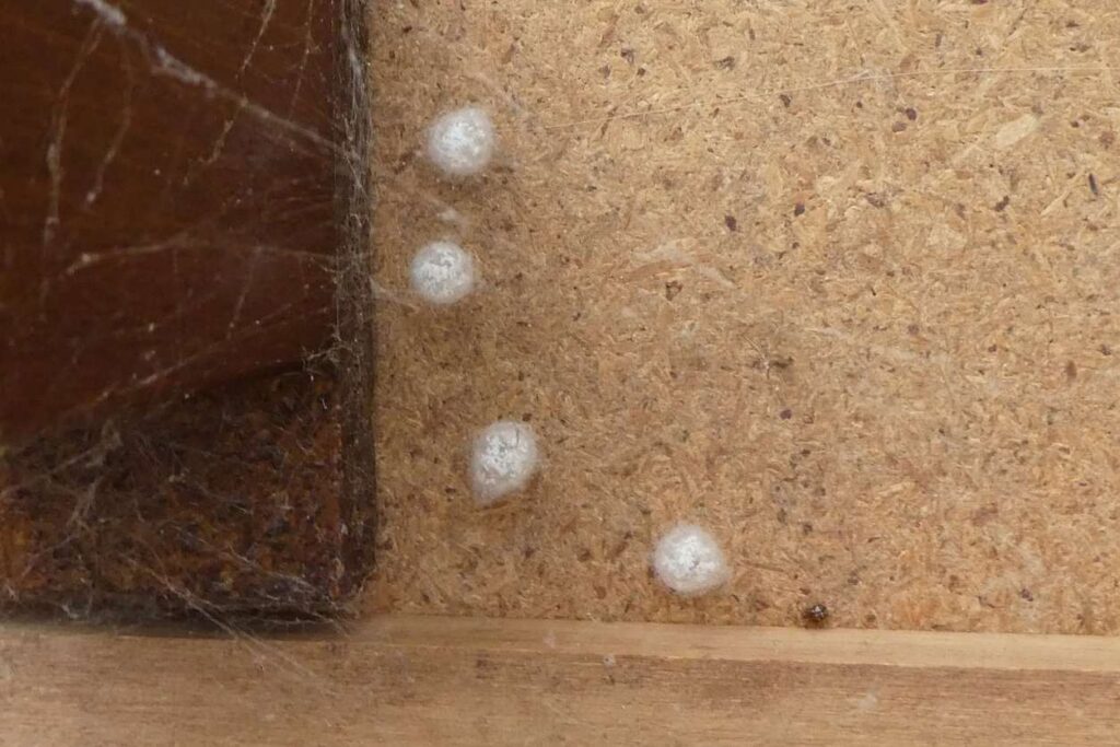 A small collection of spider eggs found in the corner of a wooden wall.