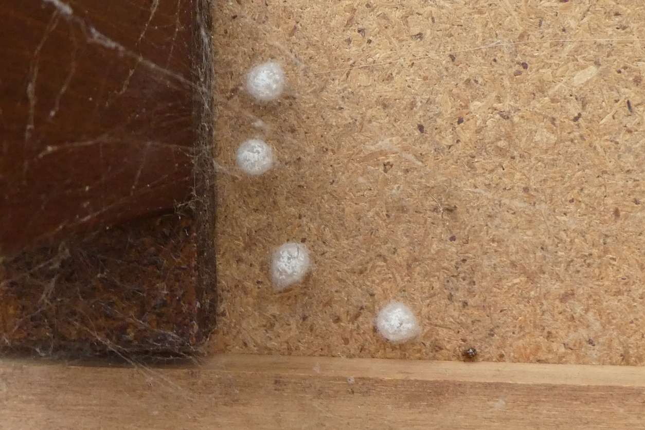A small collection of spider eggs found in the corner of a wooden wall.