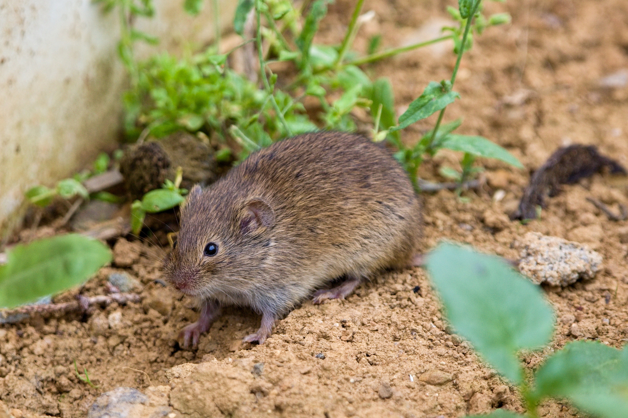 A common vole roams around a dirt patch in a yard in search of food.
