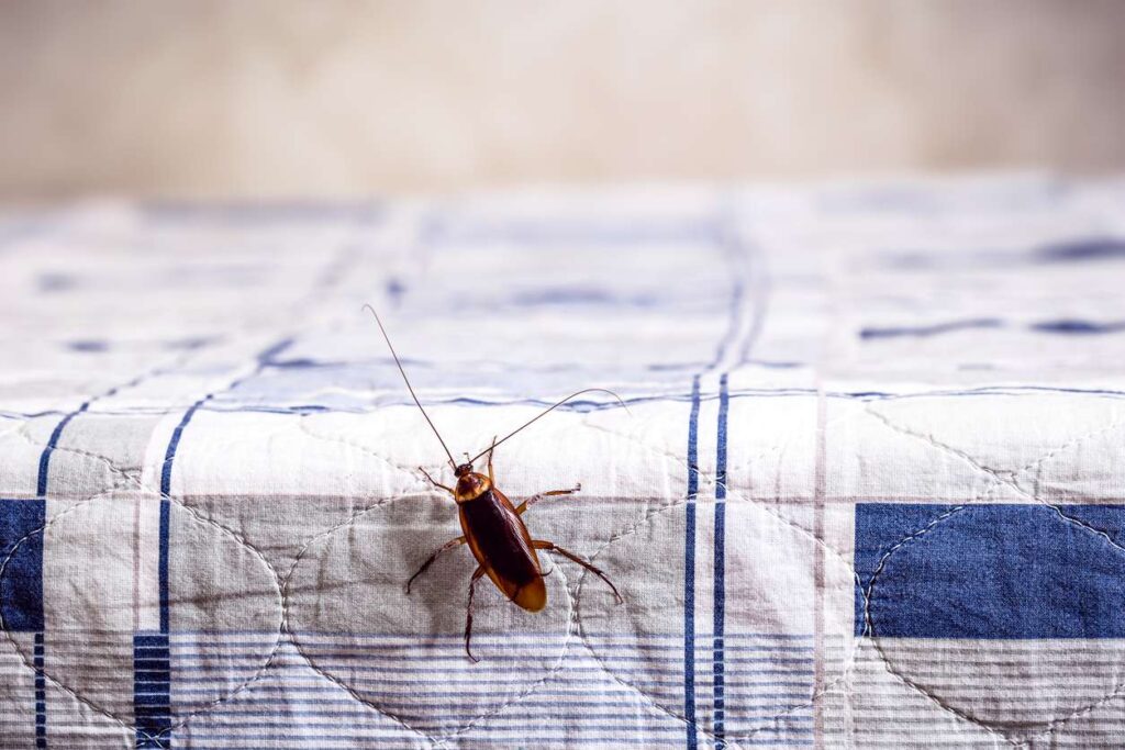 A cockroach climbs on household bedding.