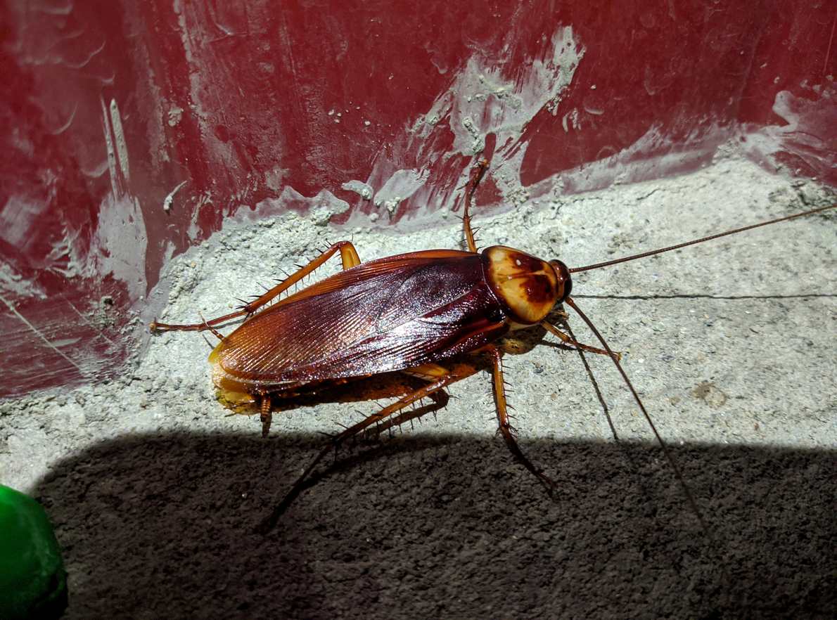 A cockroach stands on the concrete floor by a red wall.