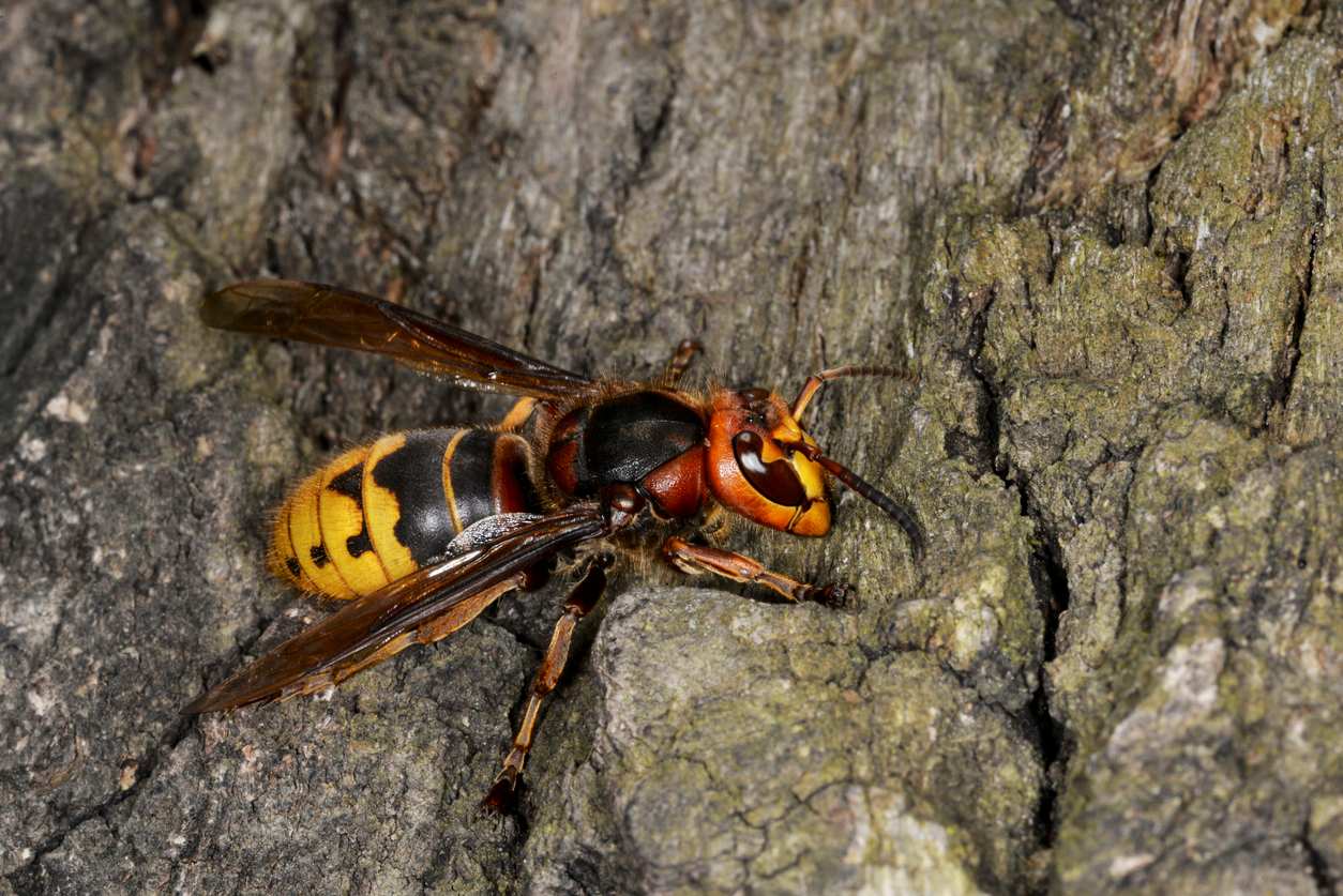 A yellow jacket sitting on the bark of an oak tree.