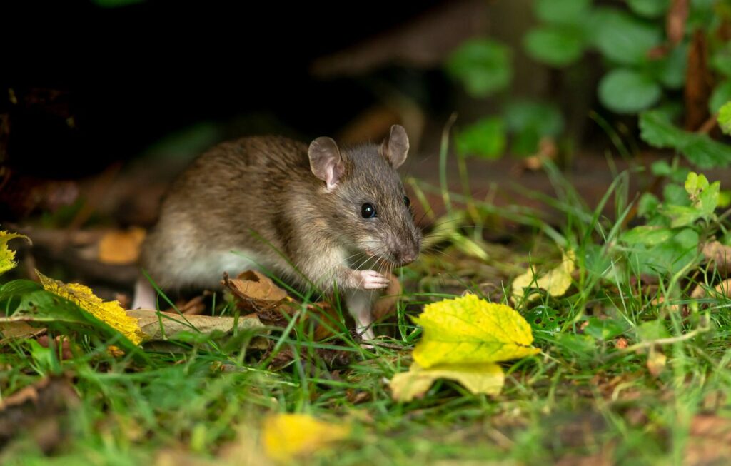 A wild brown rat foraging for food in fall foliage