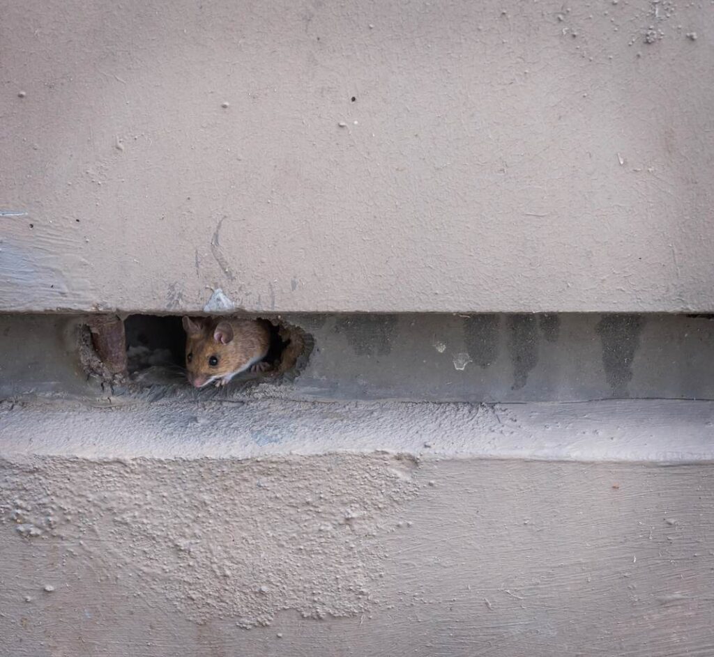 A small tan mouse hides in a hole in a concrete wall outside of a house.