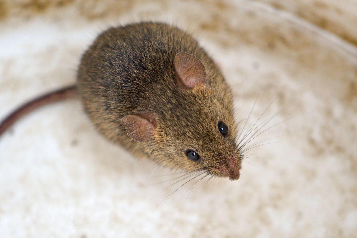 A small house mouse sits on a counter and looks up.