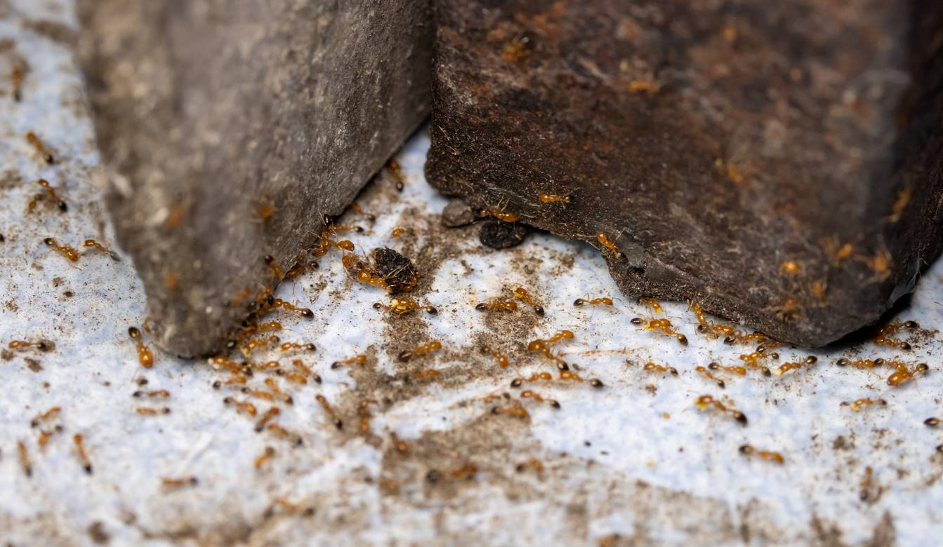 A colony of ants marches around a piece of food found on a white, concrete floor.