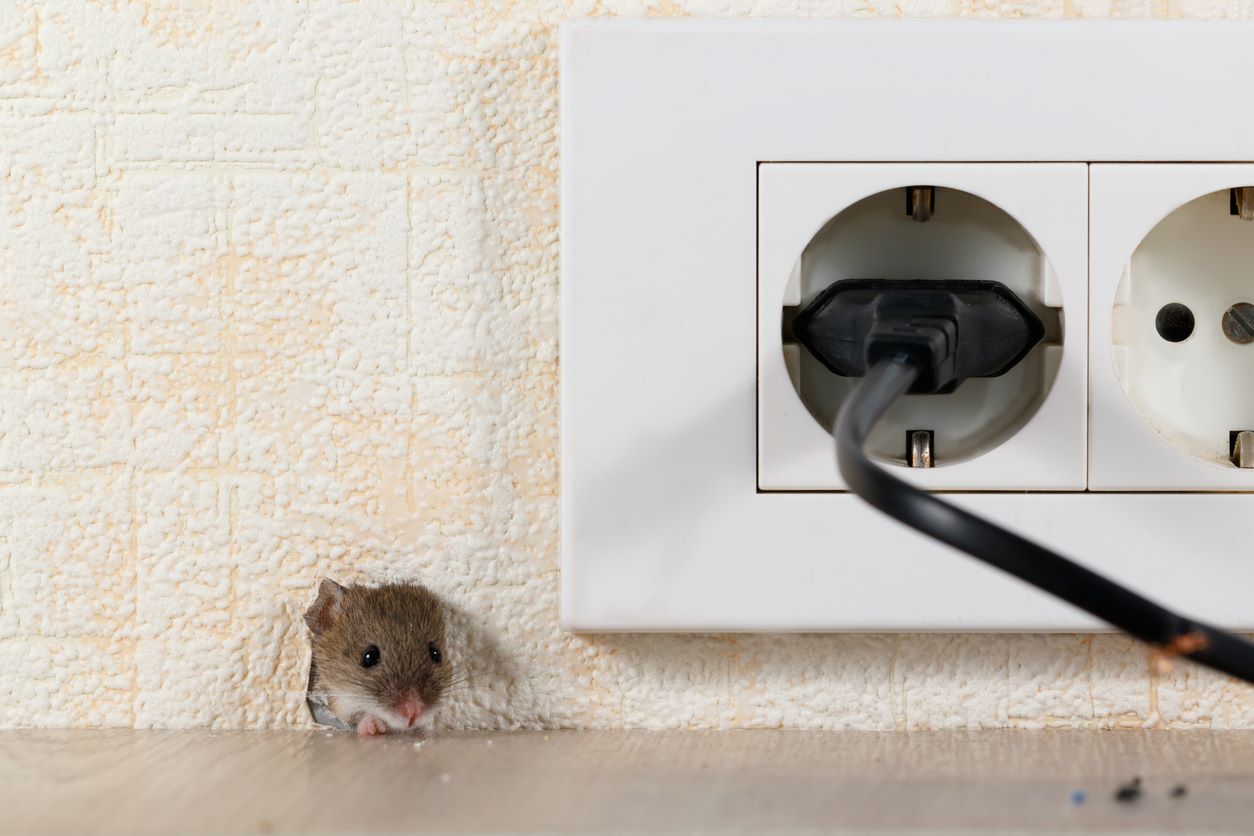close-up of a mouse who is peeping out of a hole in a commercial building in San Diego, CA.