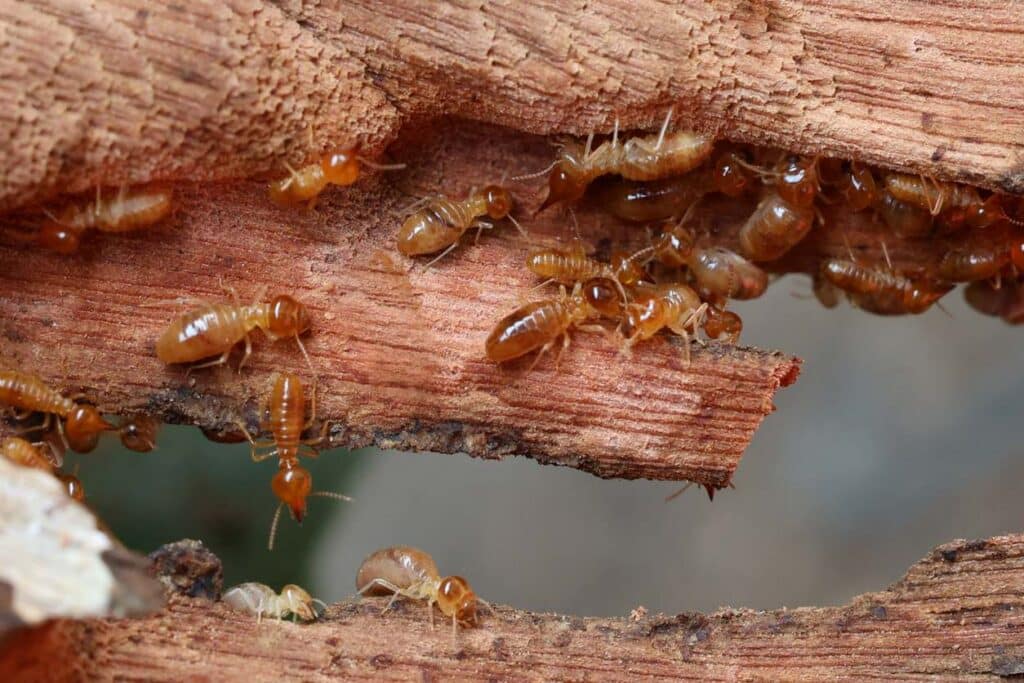 Termites are small insects that live in underground nests and termite mounds. Termites can consume wooden structures of a house and other parts such as wooden floors, windows, doors, and furniture