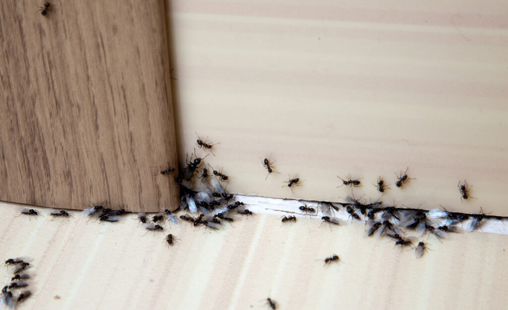 Ants coming through the wall crack inside a house.