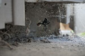 A black widow spider hangs upside down from its nest above concrete outside a Southern California home.