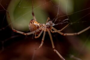 A brown widow spider crawls across its web in a wooded brush in Southern California.