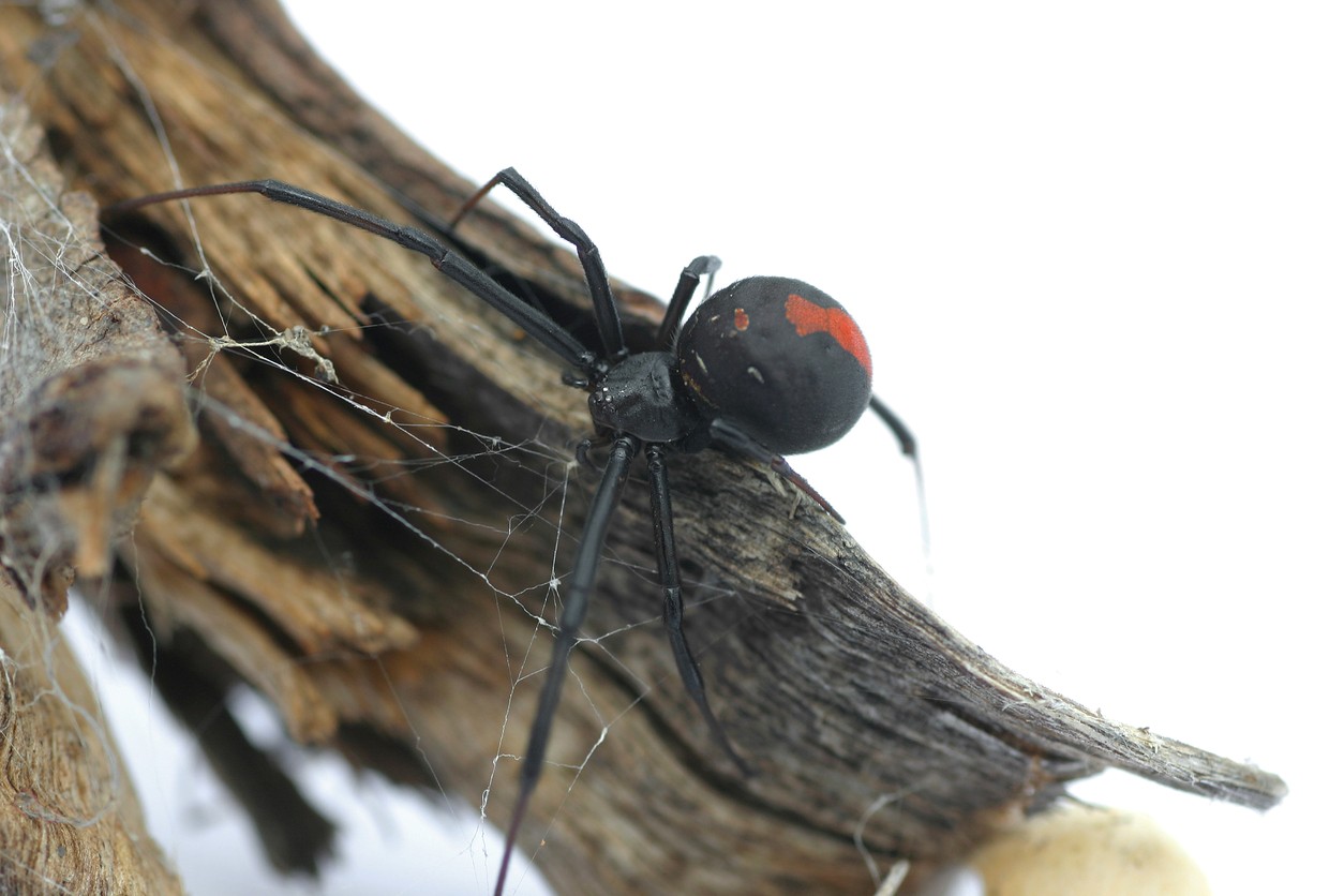 A black widow spider sits perched on a tree branch outside a Southern California home.