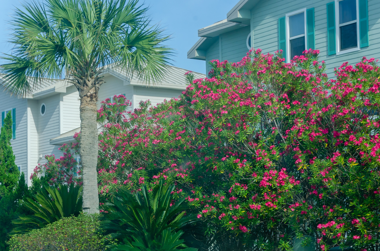 Red oleander outside vacation homes