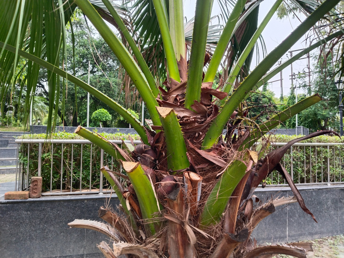 Close-up of palm tree trunk and green fronds
