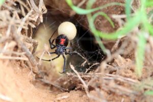 Black widow spider with egg sac stock photo