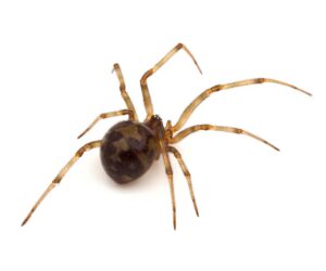 Triangulate cobweb spider on white background, Steatoda triangulosa stock photo.