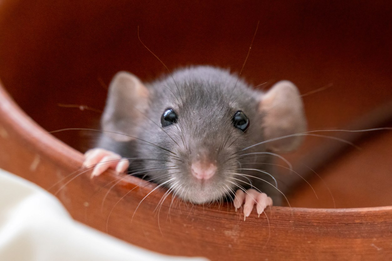 A rat peering over a wooden ledge
