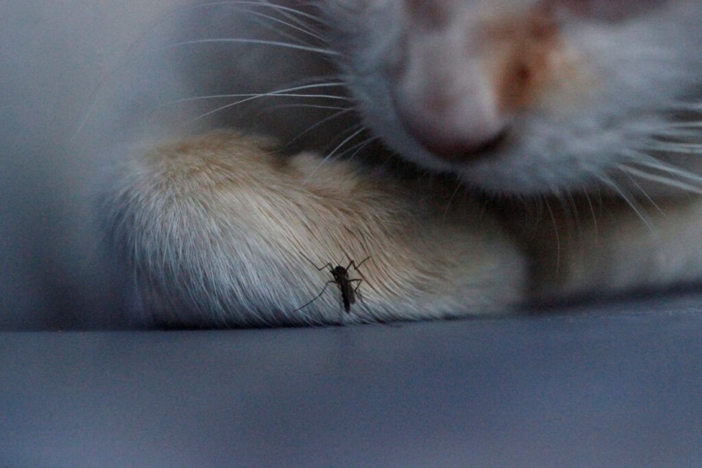 A cat paws at a mosquito on the counter as it waits to attack.