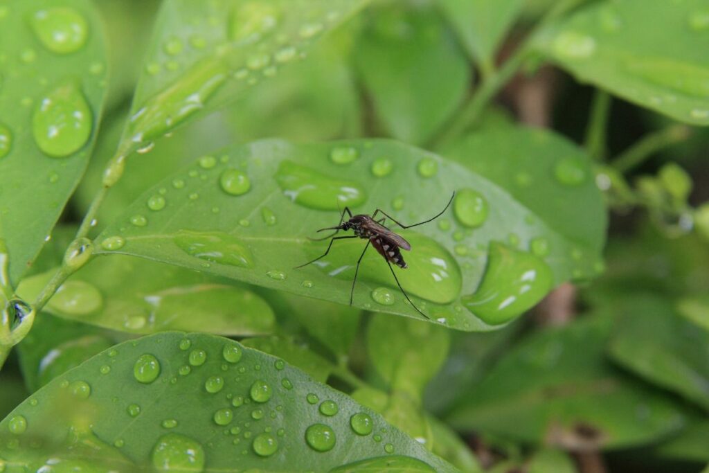 A mosquito sits perched on a leaf in a residential garden in California.
