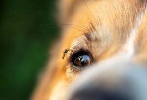 A mosquito sits on the face of a dog, waiting to bite.