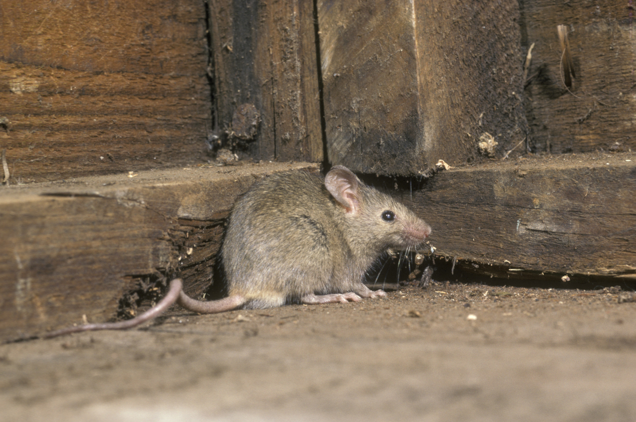 brown house mouse by a corner.