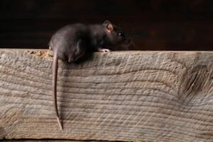 A rat peering over a wooden ledge