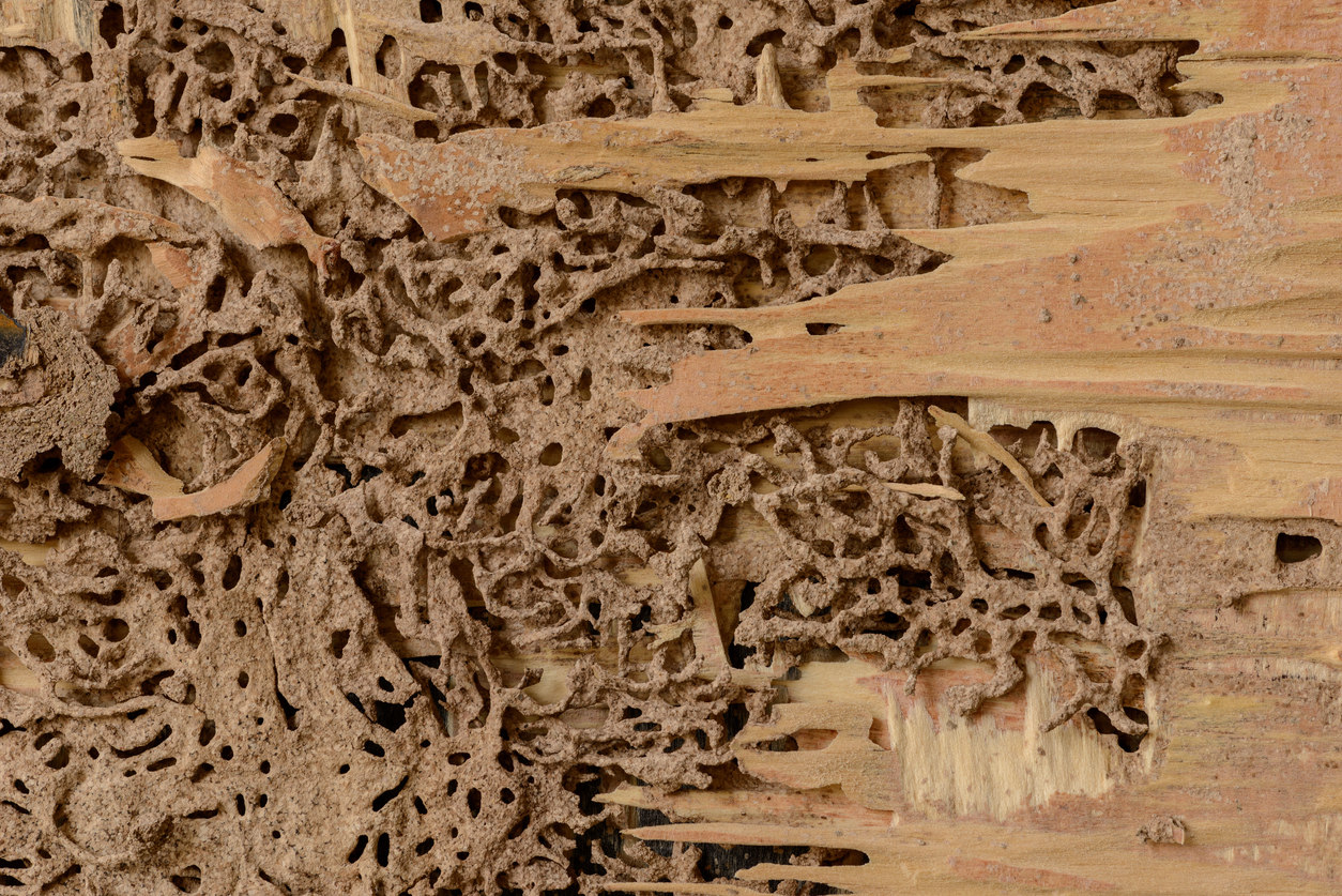 Wood damaged by termite close up shot.