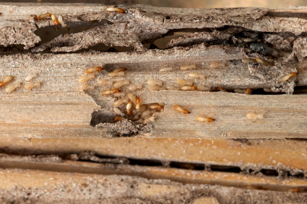 Group of termites eating wood close up shot.