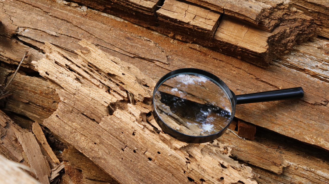 A magnifying glass on a rotting old fallen tree.