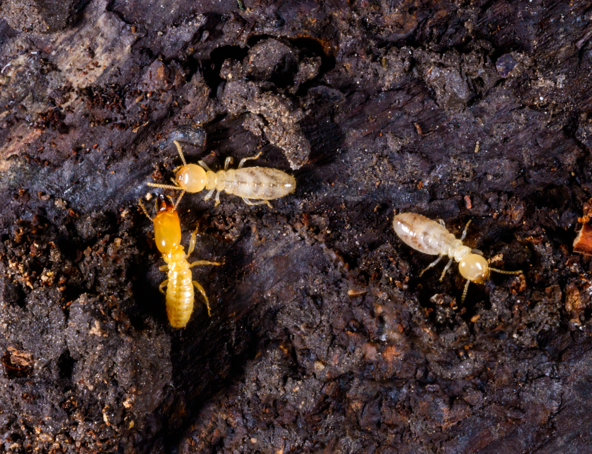 Close up view of termites on wet wood.