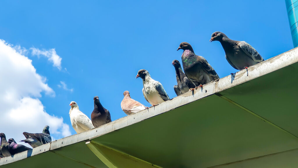 A group of pigeons perched along the edge of a building roof under a blue sky.
