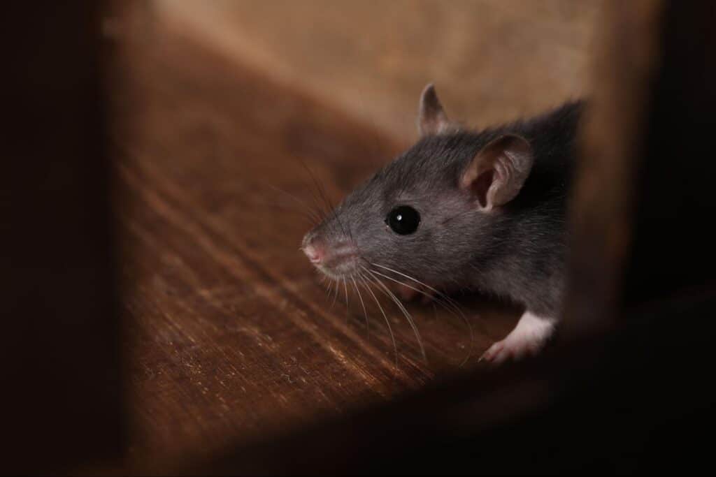 A rat sits on the kitchen floor looking for food.