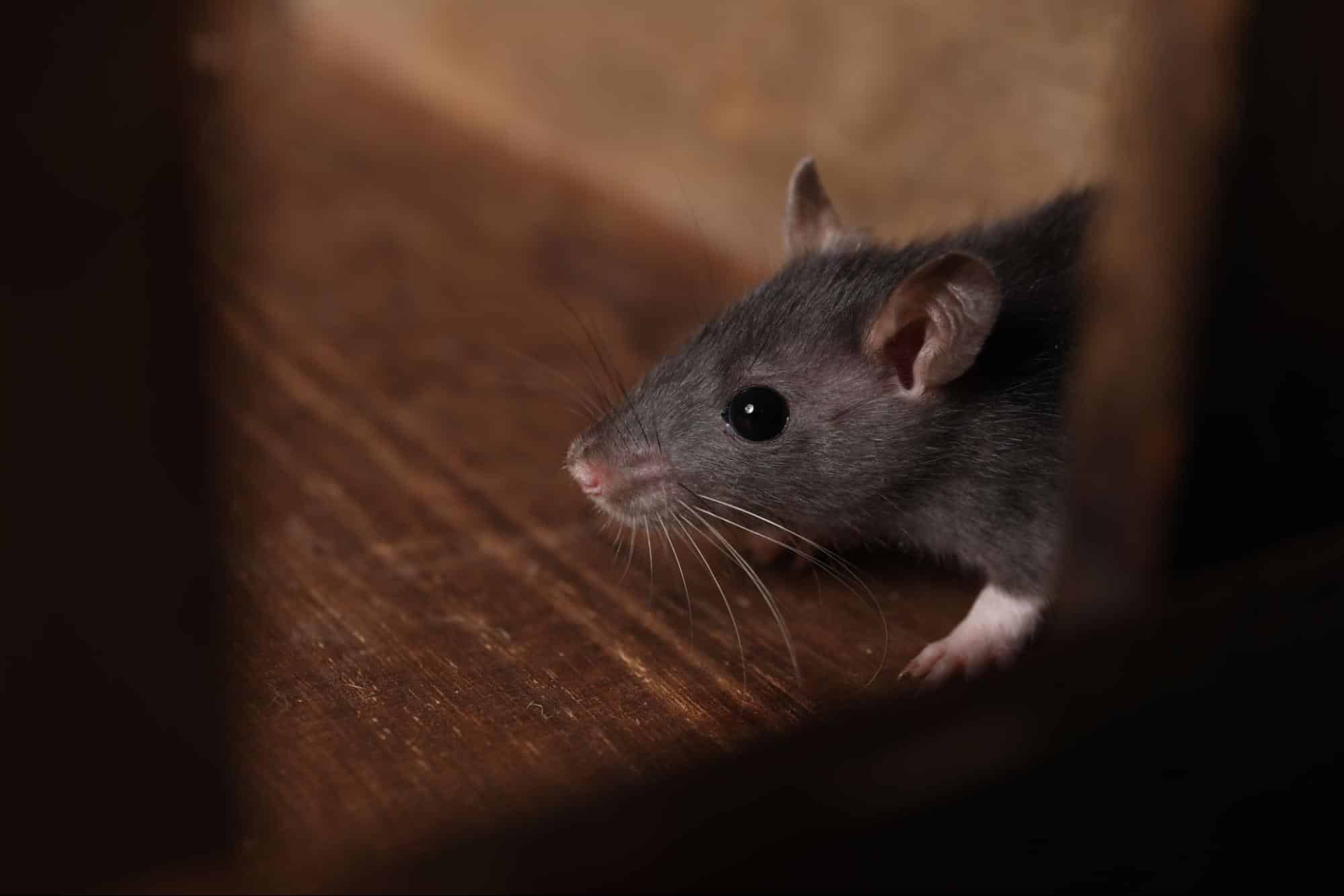 A rat sits on the kitchen floor looking for food.