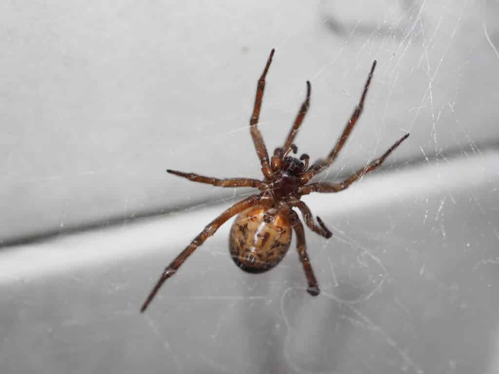 Close-up of a brown spider hanging upside down in a web against a light-colored wall.