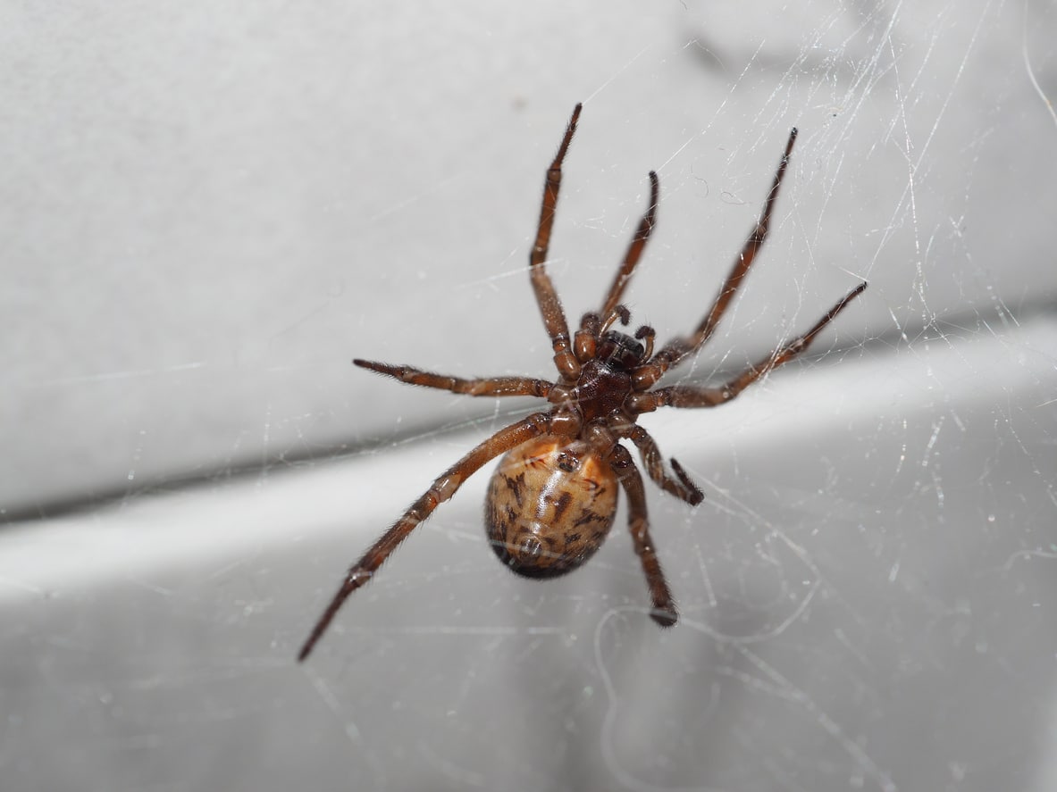 Close-up of a brown spider hanging upside down in a web against a light-colored wall.